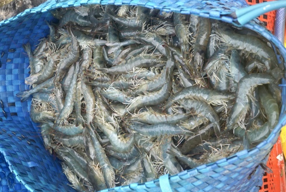 Chuẩn bị nguồn giống là khâu then chốt để ngành thủy sản đạt mục tiêu sản xuất 390 - 410 tỷ con giống vào năm 2026, trong đó trọng tâm là phát triển tôm bố mẹ trong nước. Ảnh: MH. Chuẩn bị nguồn giống là khâu then chốt để ngành thủy sản đạt mục tiêu sản xuất 390 - 410 tỷ con giống vào năm 2026, trong đó trọng tâm là phát triển tôm bố mẹ trong nước. Ảnh: MH.