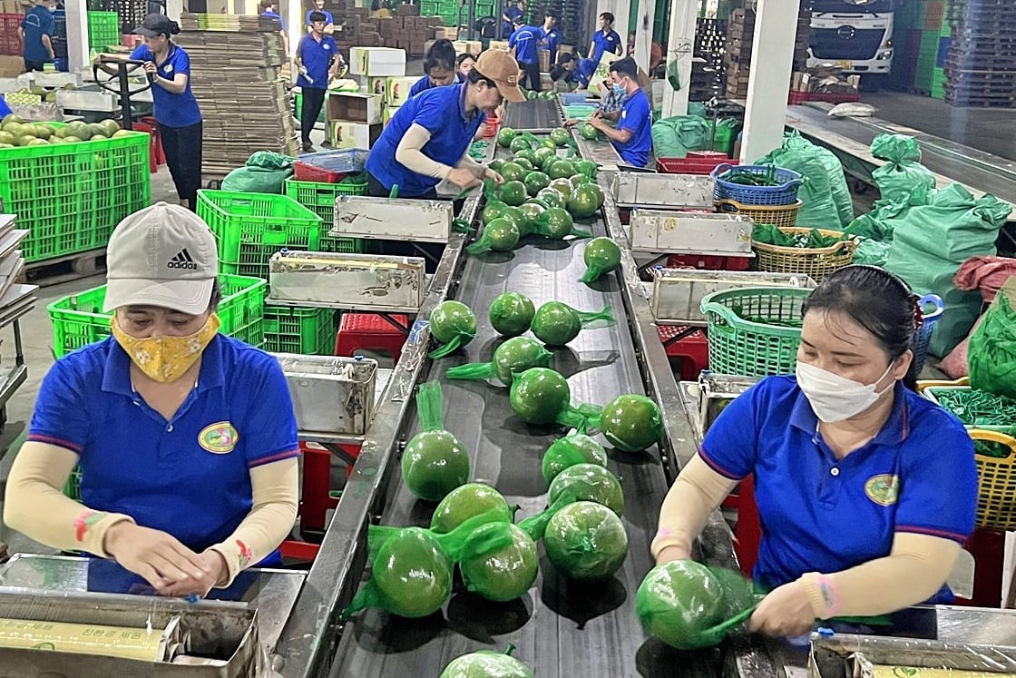 Phát triển hệ thống logistics sẽ giúp nông sản Việt giảm chi phí và tổn thất sau thu hoạch. Ảnh: Hà Linh. Phát triển hệ thống logistics sẽ giúp nông sản Việt giảm chi phí và tổn thất sau thu hoạch. Ảnh: Hà Linh.