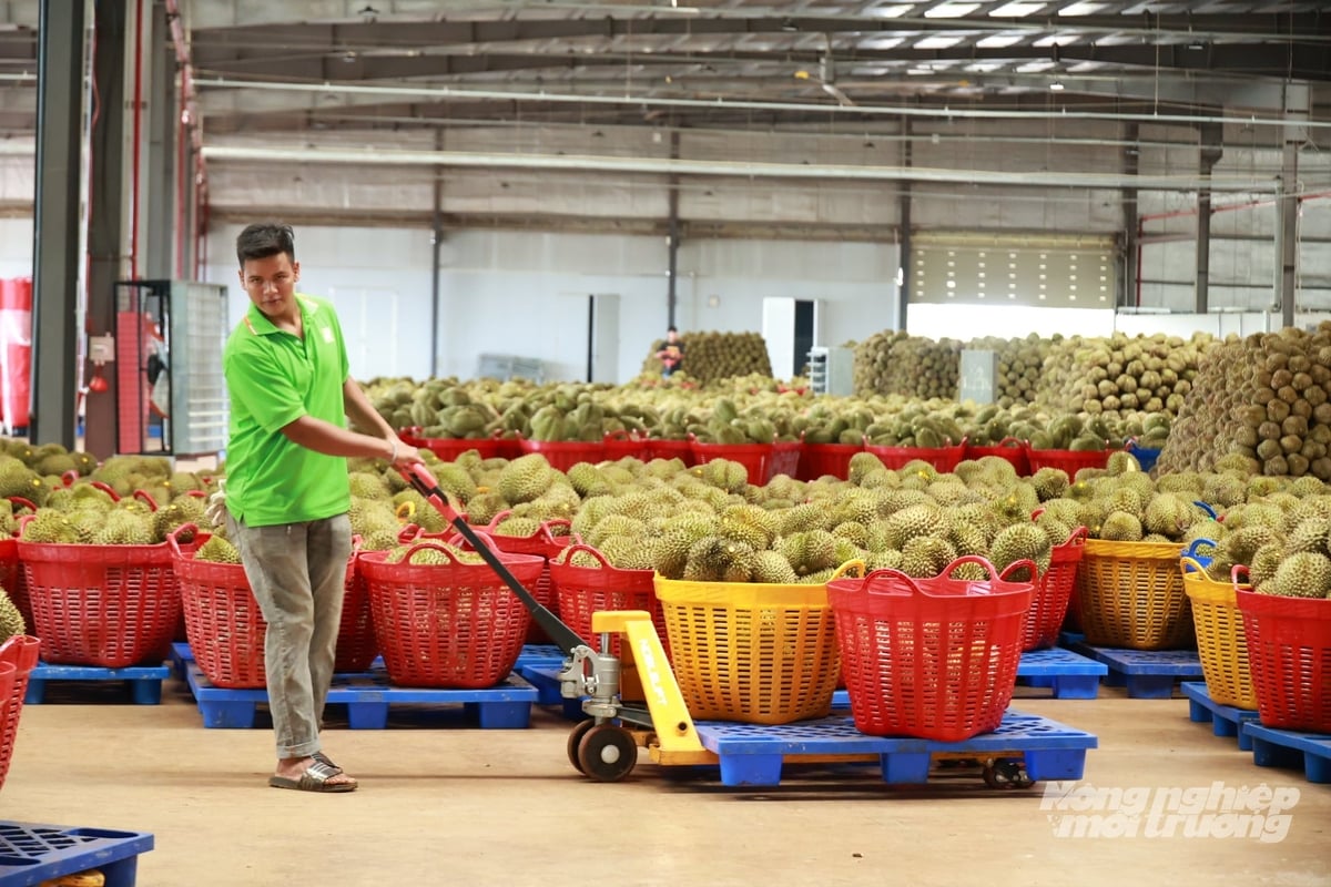Đầu tư chế biến, cấp đông, đa dạng hóa sản phẩm và thị trường là hướng đi nhằm mở rộng đầu ra, nâng giá trị sầu riêng Việt Nam thay vì chỉ tập trung tiêu thụ quả tươi. Ảnh: Nhật Tiến.
