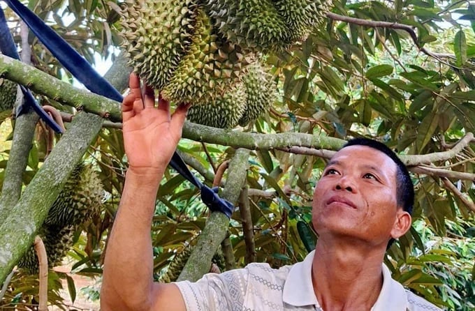 Việc cấp, quản l&yacute; v&agrave; cập nhật m&atilde; số v&ugrave;ng trồng tại nhiều địa phương c&ograve;n ph&acirc;n t&aacute;n, thiếu li&ecirc;n th&ocirc;ng, g&acirc;y kh&oacute; khăn cho quản l&yacute; nh&agrave; nước v&agrave; hoạt động xuất khẩu. Ảnh: N. H&acirc;n.