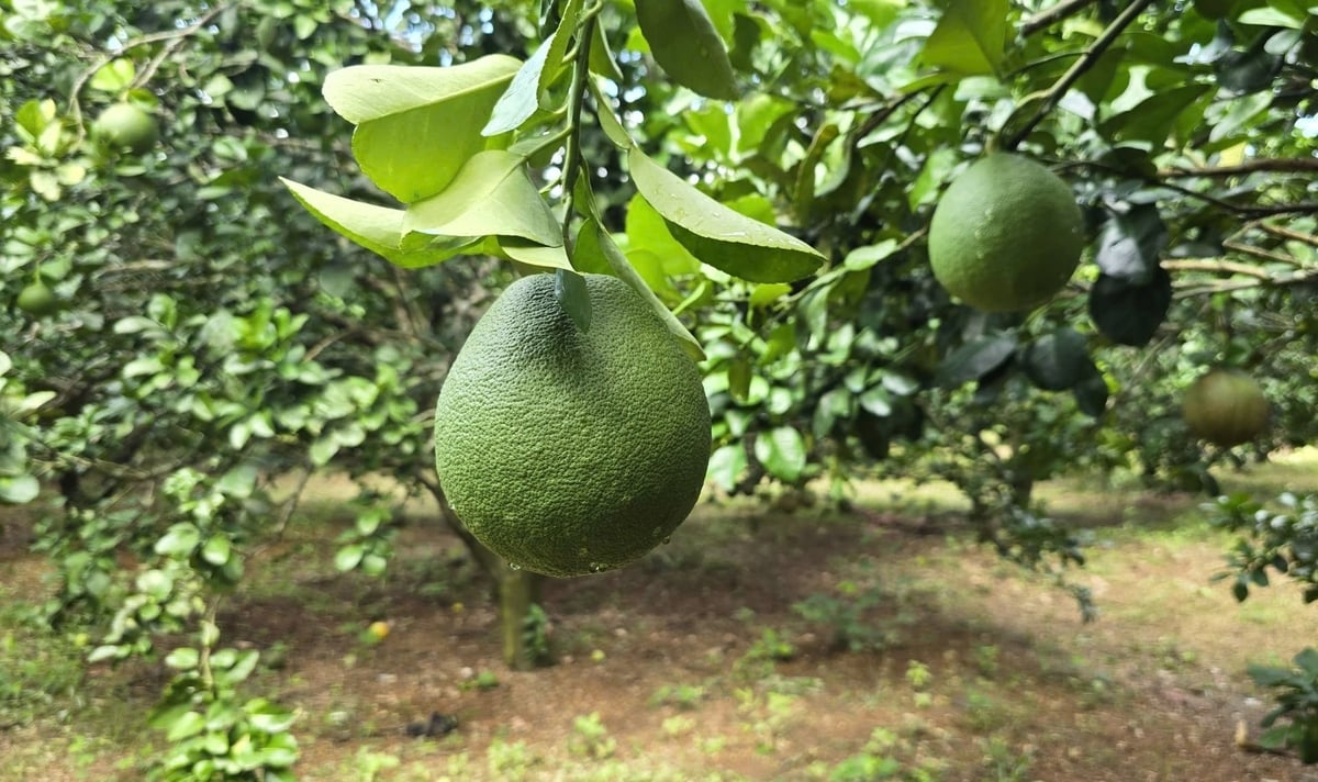 Hồ chứa nước Sông Chò 1 sẽ giúp cung cấp đủ nước tưới cho khoảng 4.300 ha đất canh tác tại Khánh Hòa. Ảnh: Phương Chi.