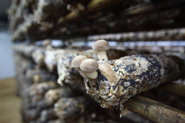 Trồng nấm hữu cơ: Mô hình hiệu quả giúp người dân thoát nghèo - Ảnh 7. Trồng nấm hữu cơ: Mô hình hiệu quả giúp người dân thoát nghèo - Ảnh 7.