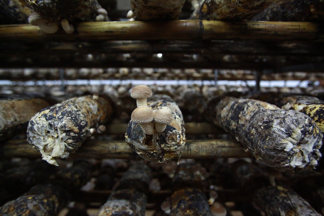 Trồng nấm hữu cơ: Mô hình hiệu quả giúp người dân thoát nghèo - Ảnh 6. Trồng nấm hữu cơ: Mô hình hiệu quả giúp người dân thoát nghèo - Ảnh 6.