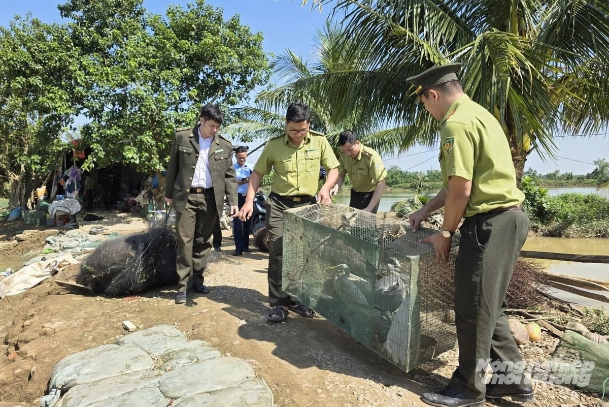 Đội Kiểm lâm đặc nhiệm (Cục Lâm nghiệp và Kiểm lâm - Bộ Nông nghiệp và Môi trường) phối hợp với Chi cục Kiểm lâm Vùng II, Chi cục Kiểm lâm Thanh Hóa, Hạt Kiểm lâm cùng lực lượng công an và chính quyền địa phương đã tổ chức kiểm tra đột xuất một số điểm 'nóng' có dấu hiệu giăng lưới, đặt bẫy chim hoang dã tại phường Quảng Phú và xã Quảng Chính, tỉnh Thanh Hóa. Ảnh: Tú Thành. Đội Kiểm lâm đặc nhiệm (Cục Lâm nghiệp và Kiểm lâm - Bộ Nông nghiệp và Môi trường) phối hợp với Chi cục Kiểm lâm Vùng II, Chi cục Kiểm lâm Thanh Hóa, Hạt Kiểm lâm cùng lực lượng công an và chính quyền địa phương đã tổ chức kiểm tra đột xuất một số điểm 'nóng' có dấu hiệu giăng lưới, đặt bẫy chim hoang dã tại phường Quảng Phú và xã Quảng Chính, tỉnh Thanh Hóa. Ảnh: Tú Thành.