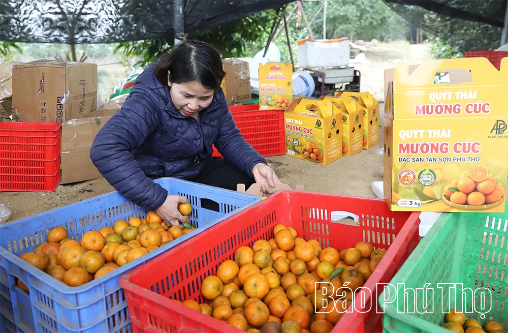 Quả ngọt miền đồi Thu C&uacute;c