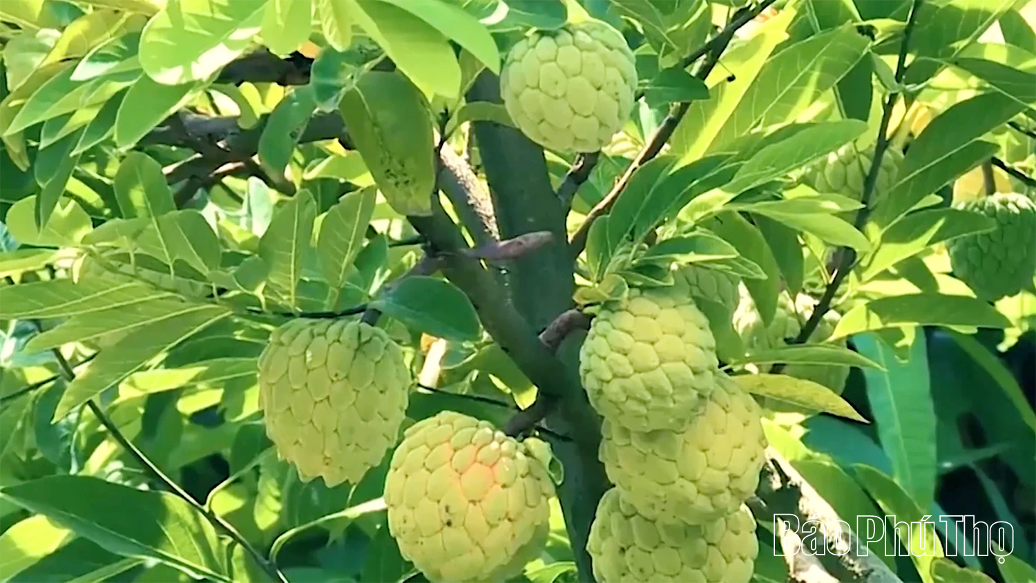 Câu chuyện về na dai Bồ Lý