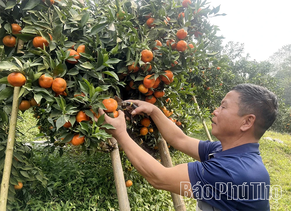 Quả ngọt miền đồi Thu C&uacute;c