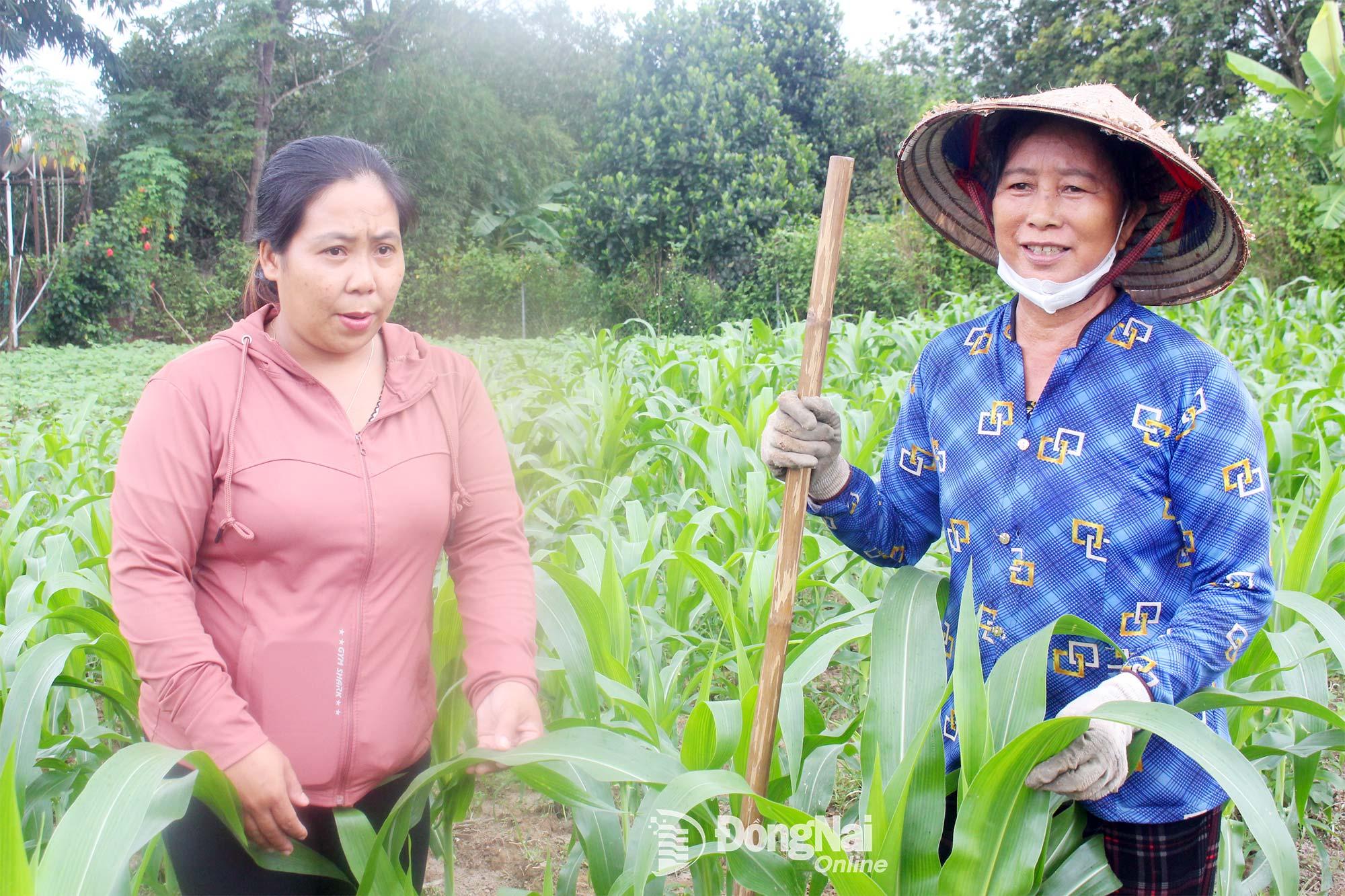 Người dân ở ấp Suối Đôi bên ruộng bắp xanh tốt. Ảnh: Đ.Phú