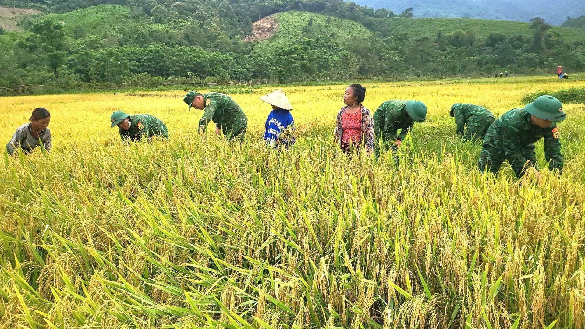 C&aacute;n bộ, chiến sĩ Đồn Bi&ecirc;n ph&ograve;ng cửa khẩu quốc tế Cha Lo gi&uacute;p d&acirc;n gặt l&uacute;a. (Ảnh: Hương Giang)    