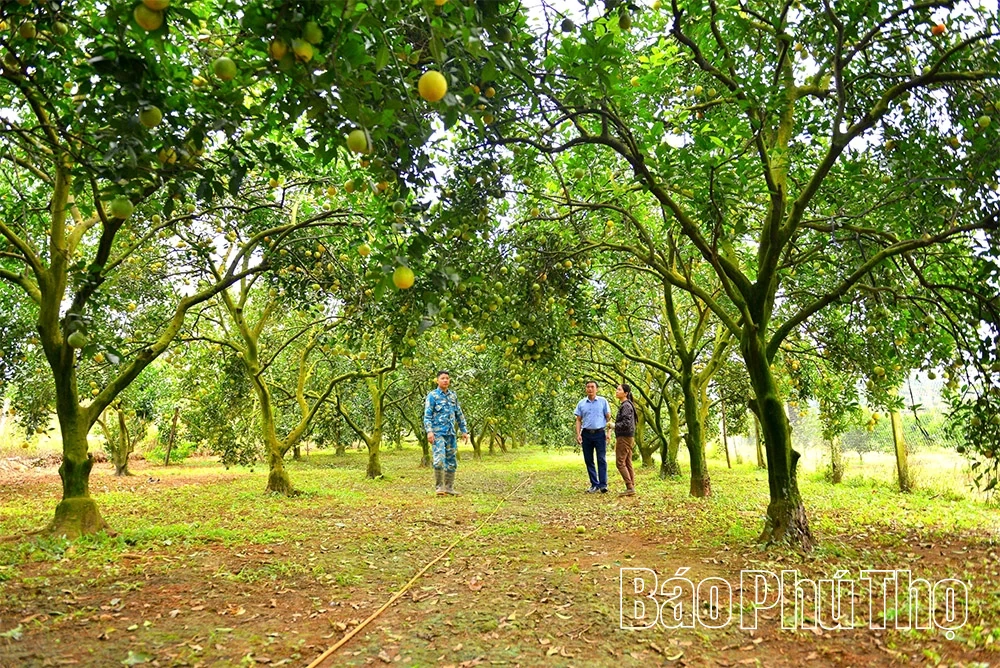Mùa vàng Cao Phong