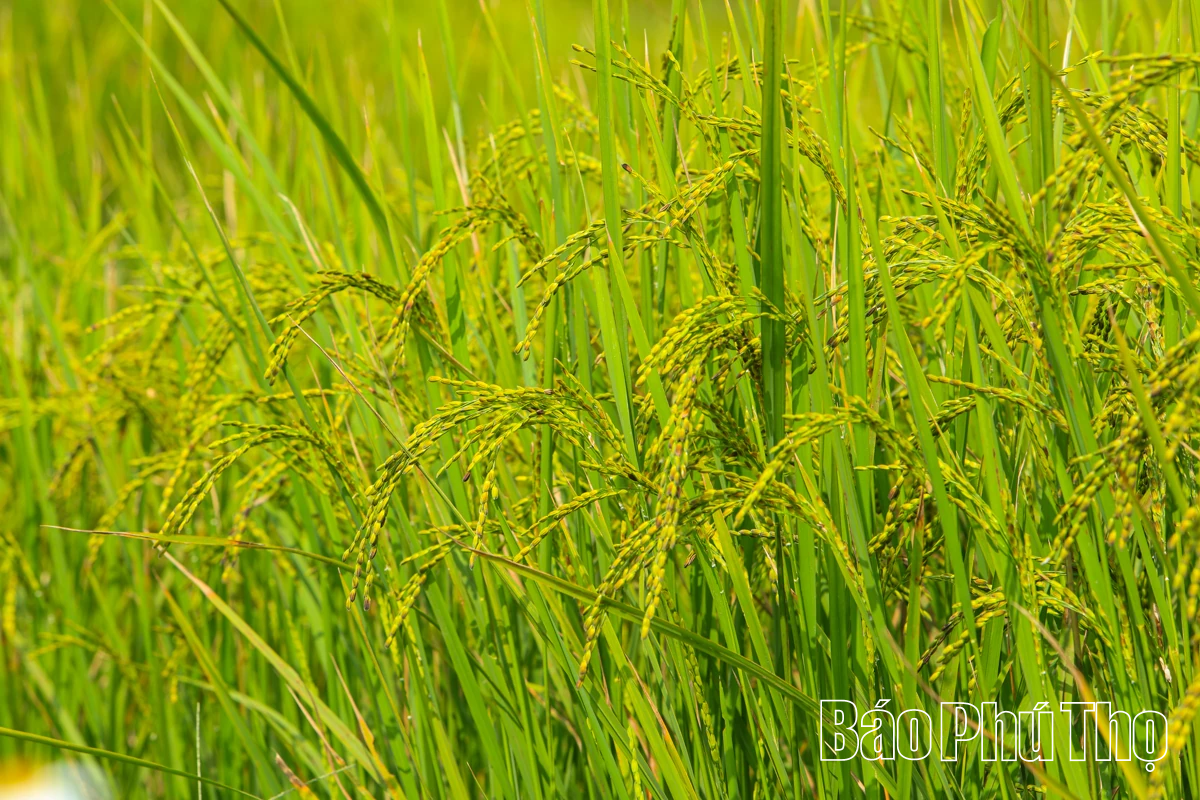 Thả hồn trên đỉnh Mường Vang