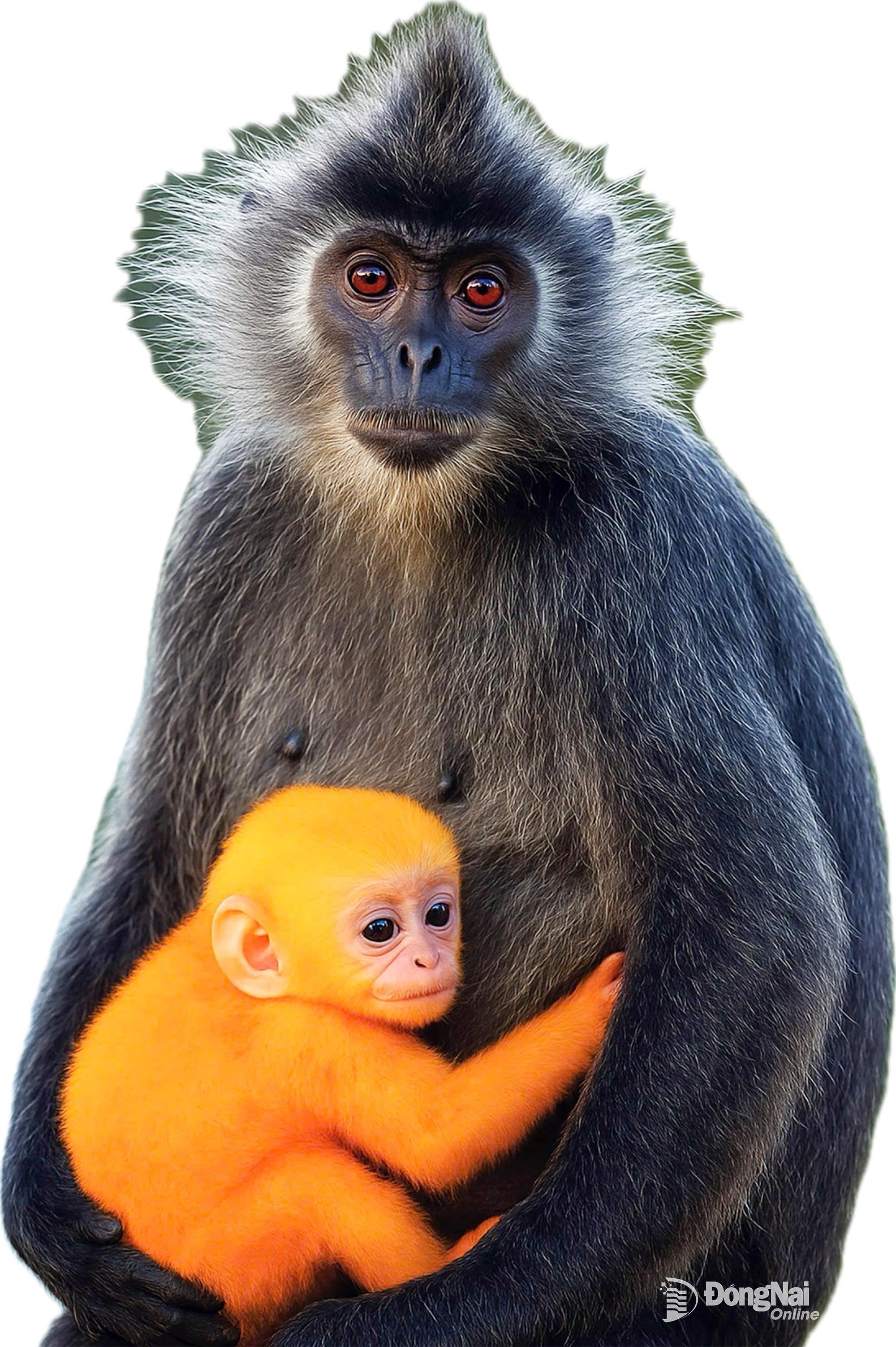 Voọc bạc Đông Dương - tác giả TRƯƠNG NGUYÊN