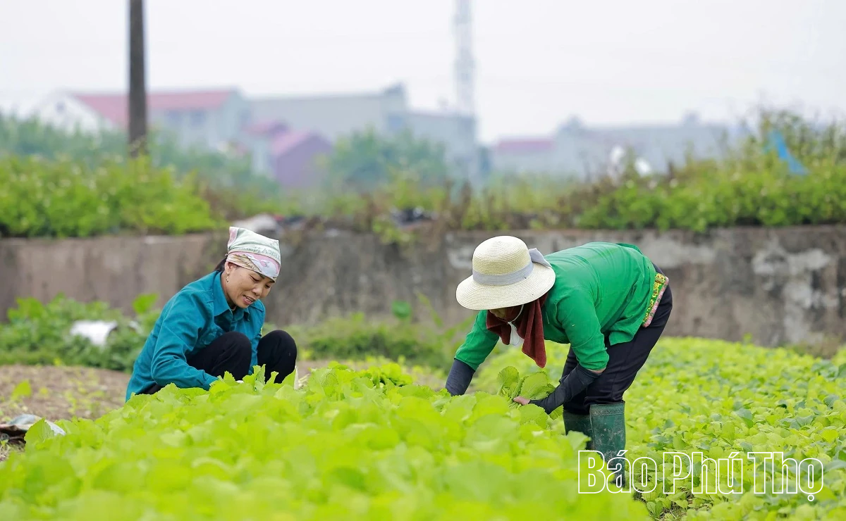 Hối hả trên đồng Tứ Xã