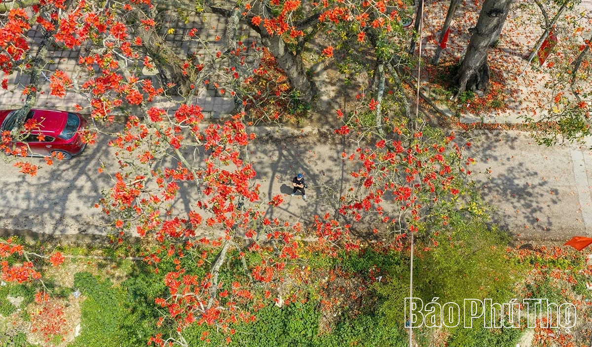 Mê mẩn mùa mộc miên ở Sơn Đông