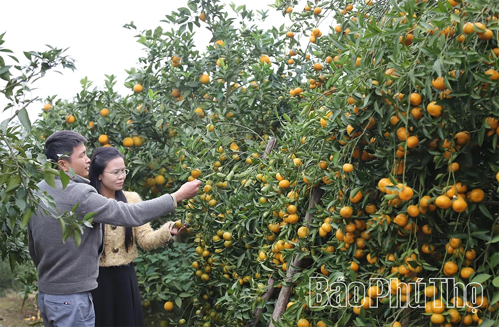 Quả ngọt miền đồi Thu C&uacute;c