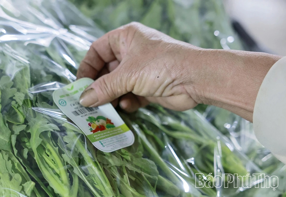 Hối hả trên đồng Tứ Xã