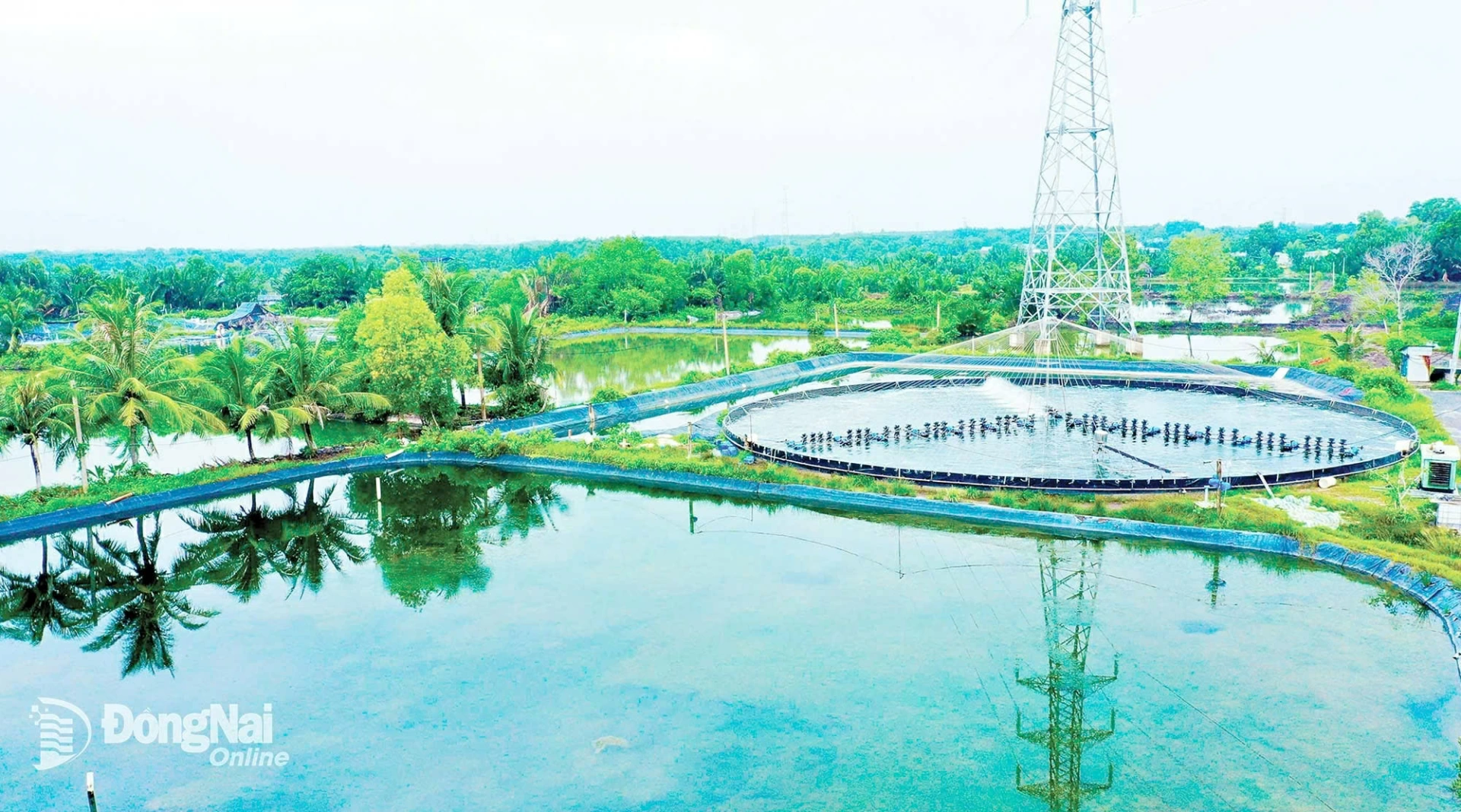 M&ocirc; h&igrave;nh nu&ocirc;i t&ocirc;m tại xã Phước An đang ngày càng được hi&ecirc;̣n đại hóa, cho năng su&acirc;́t cao.