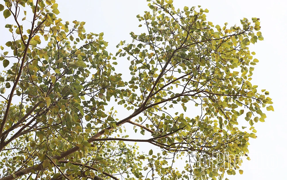 Độc đáo cổng đình Phú Hậu