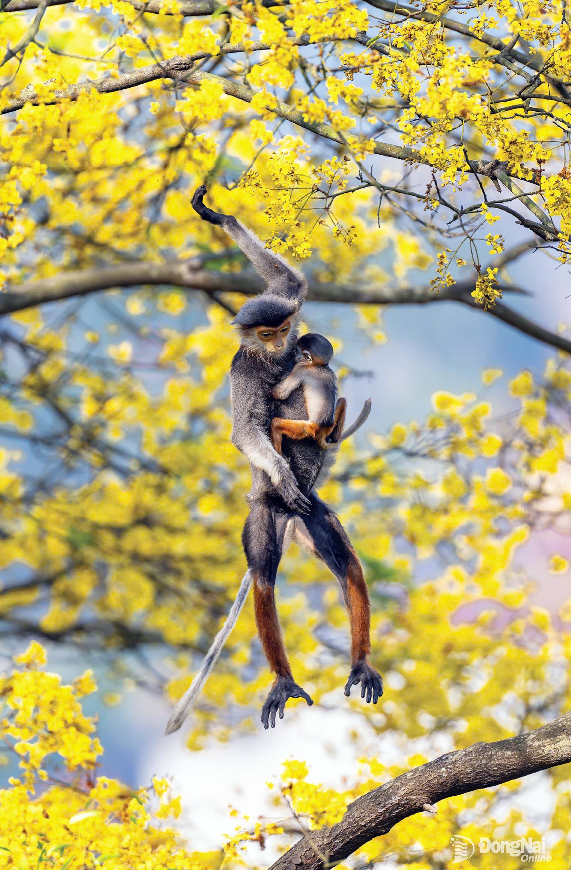 Voọc chà vá chân nâu - tác giả PHÙNG QUANG HƯNG