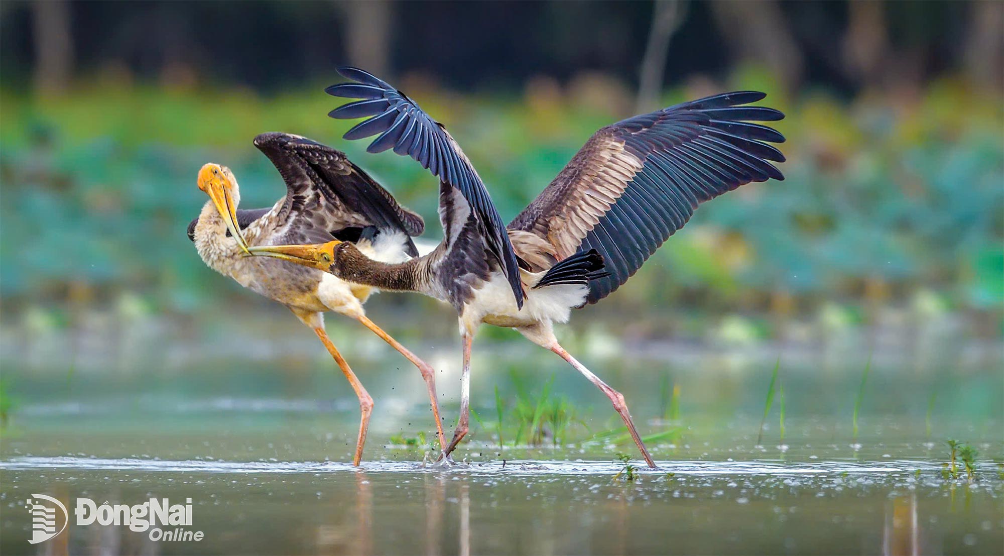 Giang sen - tác giả LÝ NGUYỄN LONG