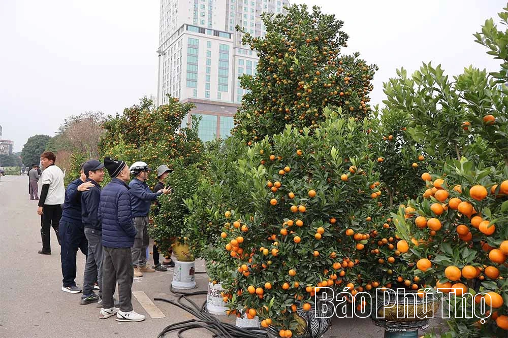 Đưa hoa Xuân xuống phố