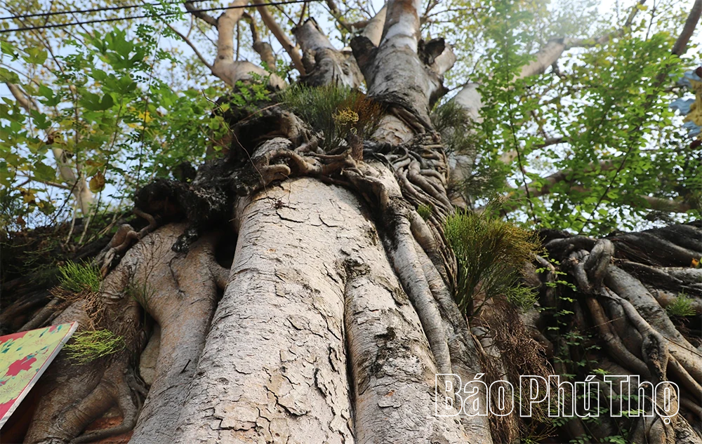 Độc đáo cổng đình Phú Hậu