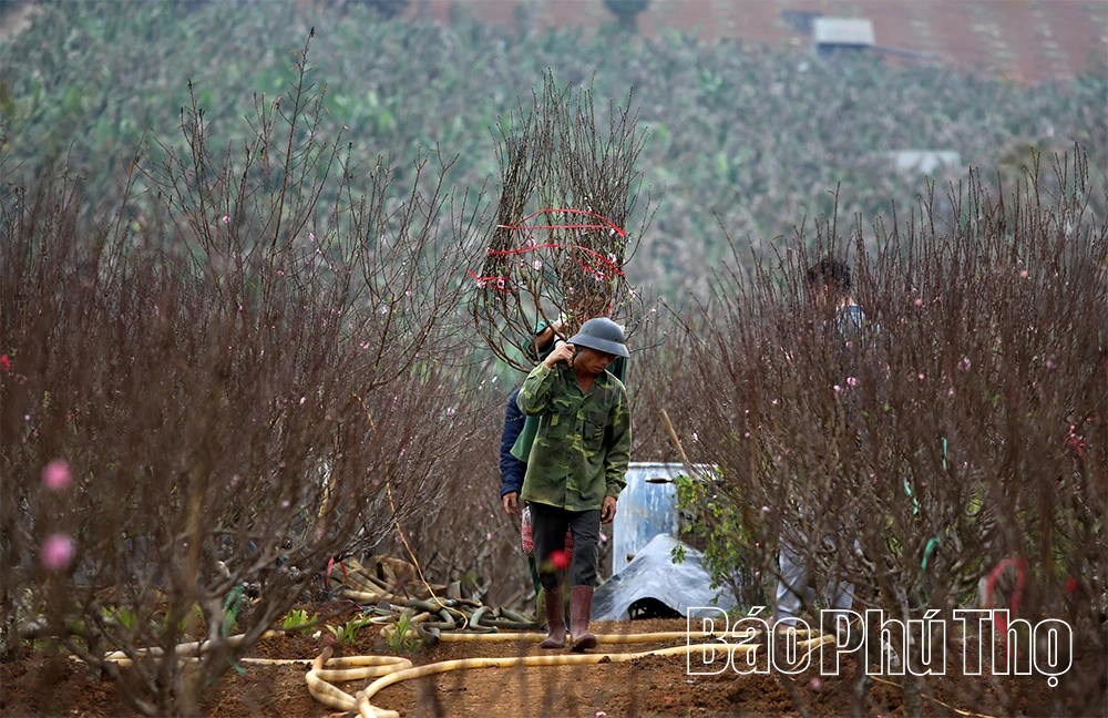 Sắc đào chạm Tết