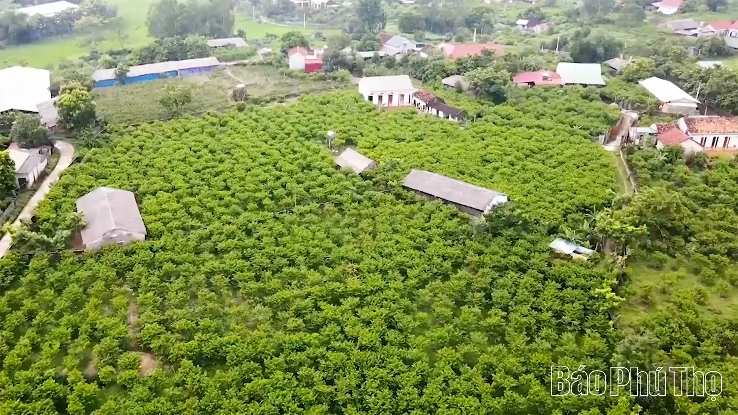 Câu chuyện về na dai Bồ Lý