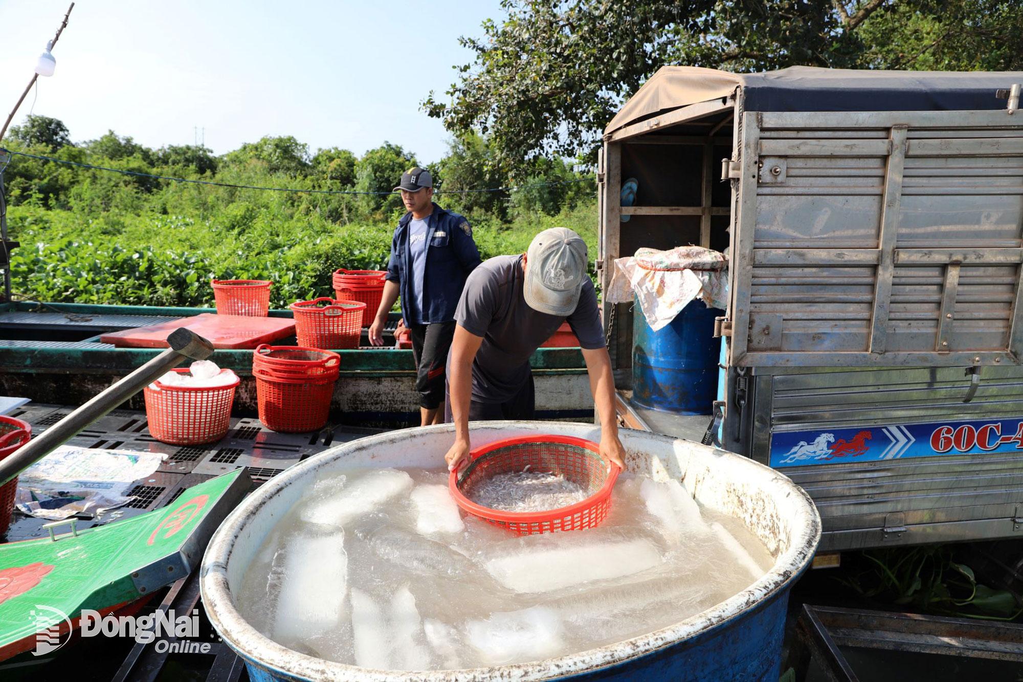 Cá cơm được rửa qua nước đá trước khi bảo quản. Ảnh: B.Nguyên