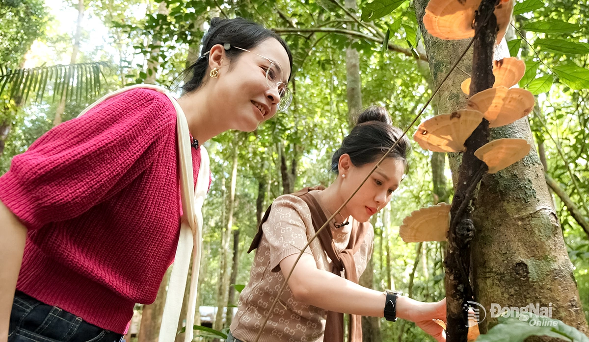 2 MC Diệu Hiền và Minh Tuyết hào hứng tìm hiểu hệ thống thực vật phong phú giữa không gian xanh Chiến khu Đ. Ảnh: Tiến Dũng