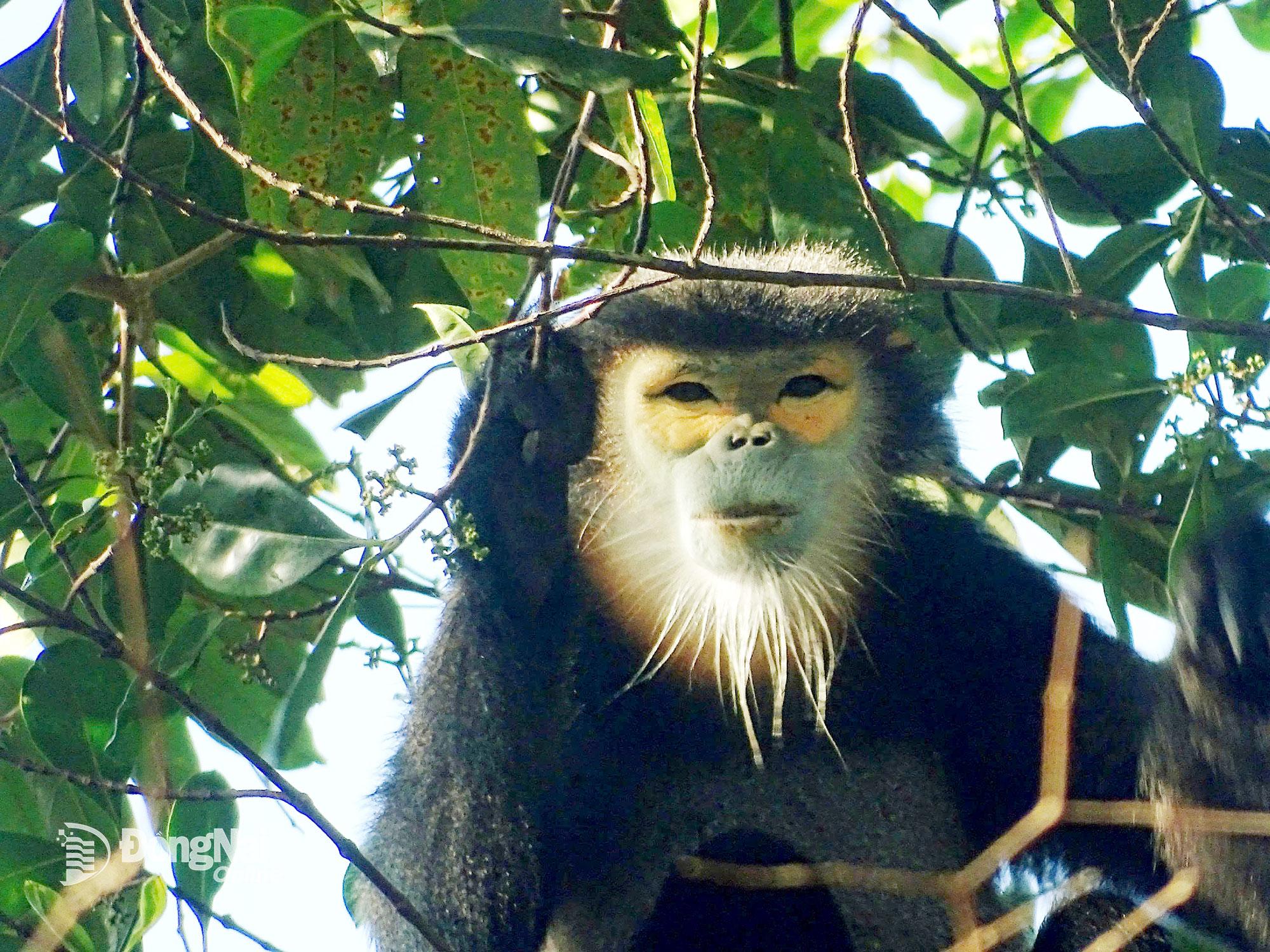 Lẩn khuất trên những cành cây cao là các loài thú quý, hiếm, trong đó có chà vá chân đen