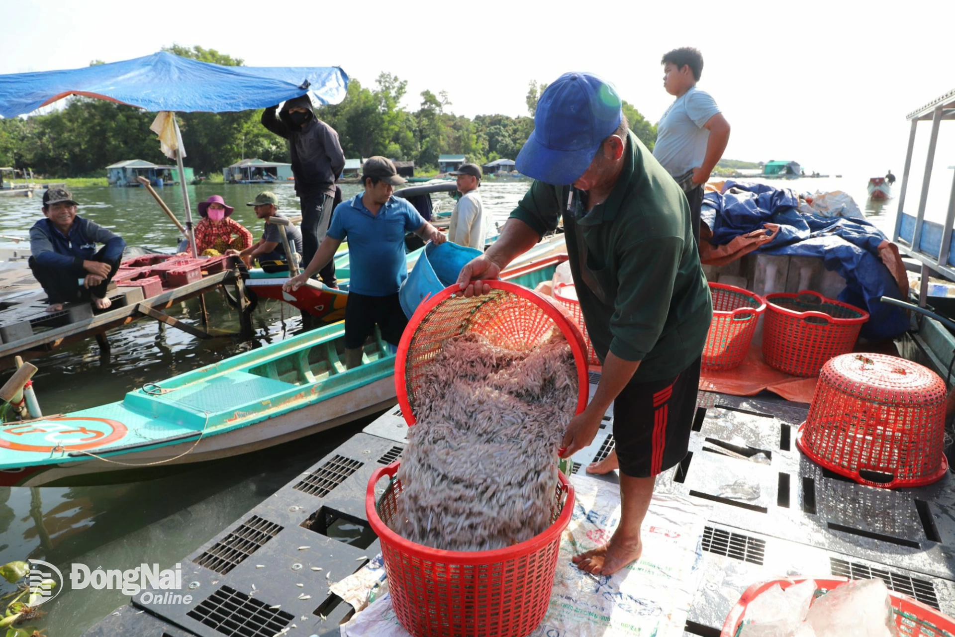 Khung cảnh bận rộn thu hoạch tại bến cá. Ảnh: B.Nguyên