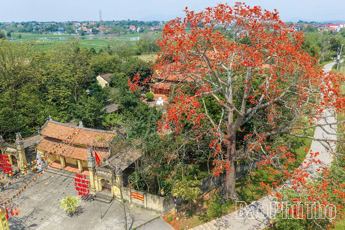 Mê mẩn mùa mộc miên ở Sơn Đông