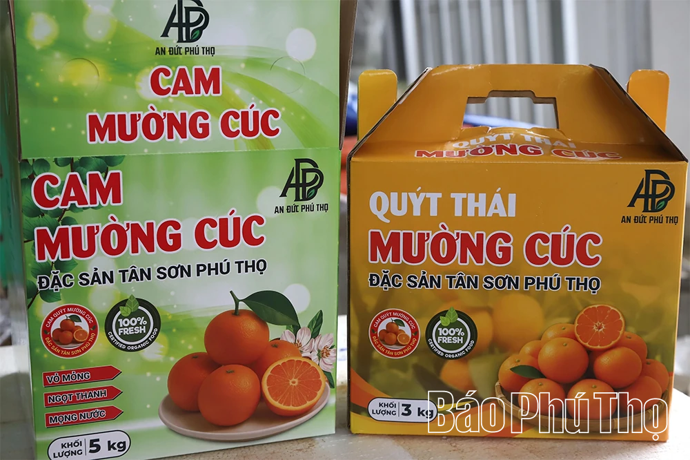 Quả ngọt miền đồi Thu C&uacute;c