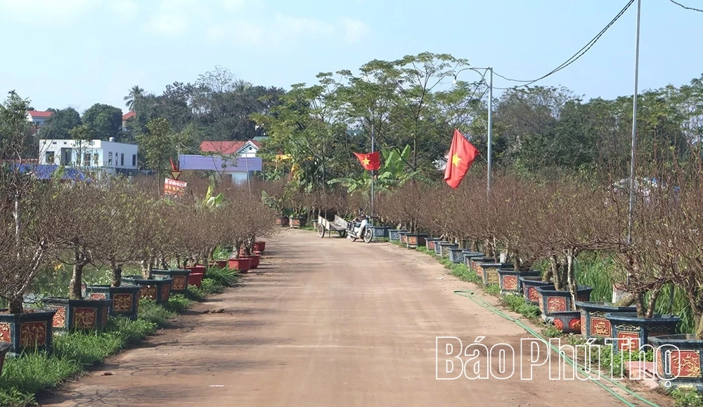 L&agrave;ng nghề hoa đ&agrave;o Nh&agrave; N&iacute;t v&agrave;o vụ Tết