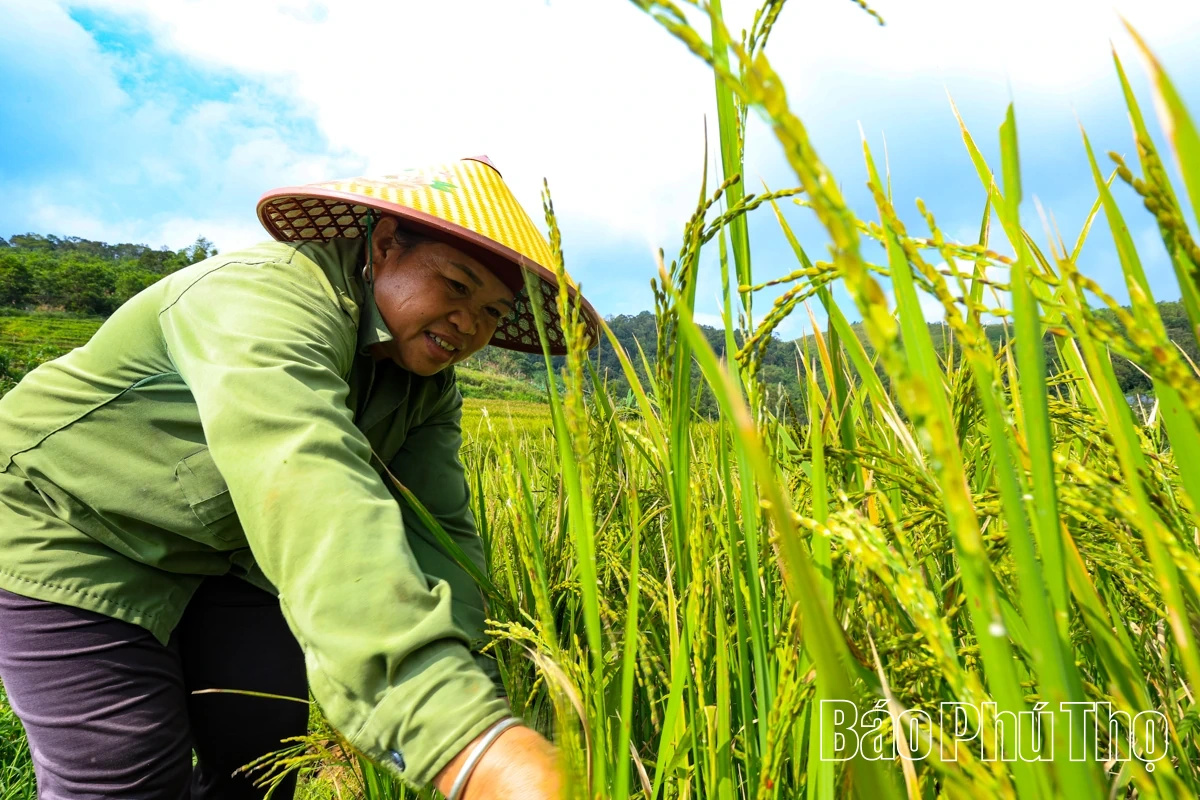 Thả hồn trên đỉnh Miền Đồi