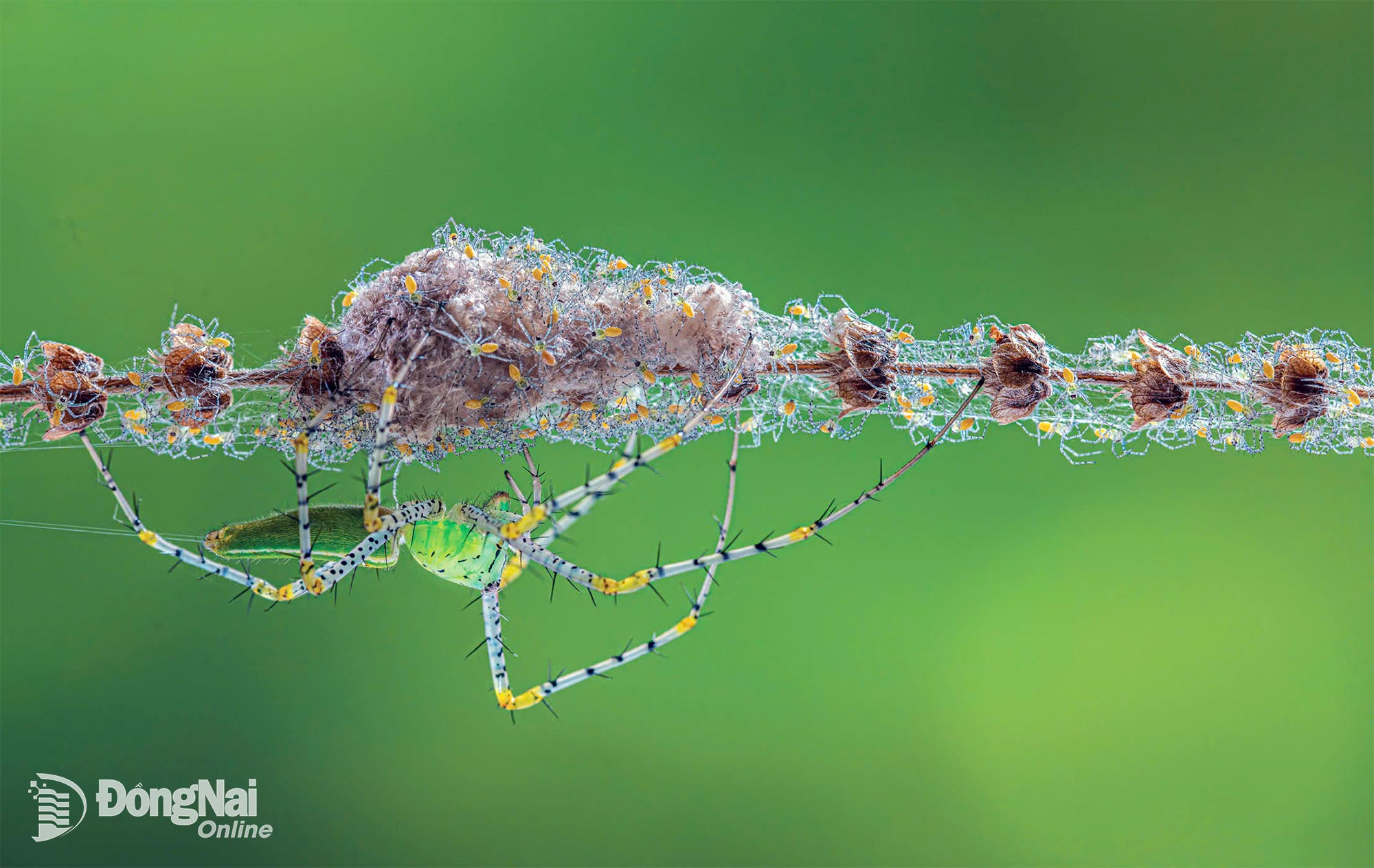 Bộ nhện săn mồi (Araneae) - tác giả HỒ TẤN THỊNH