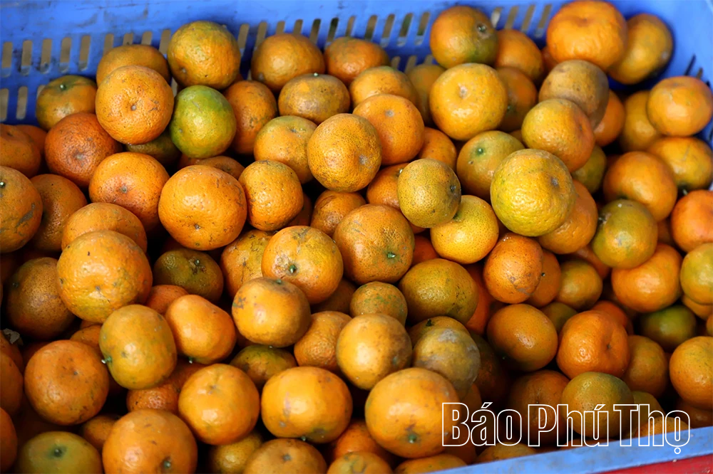 Quả ngọt miền đồi Thu C&uacute;c