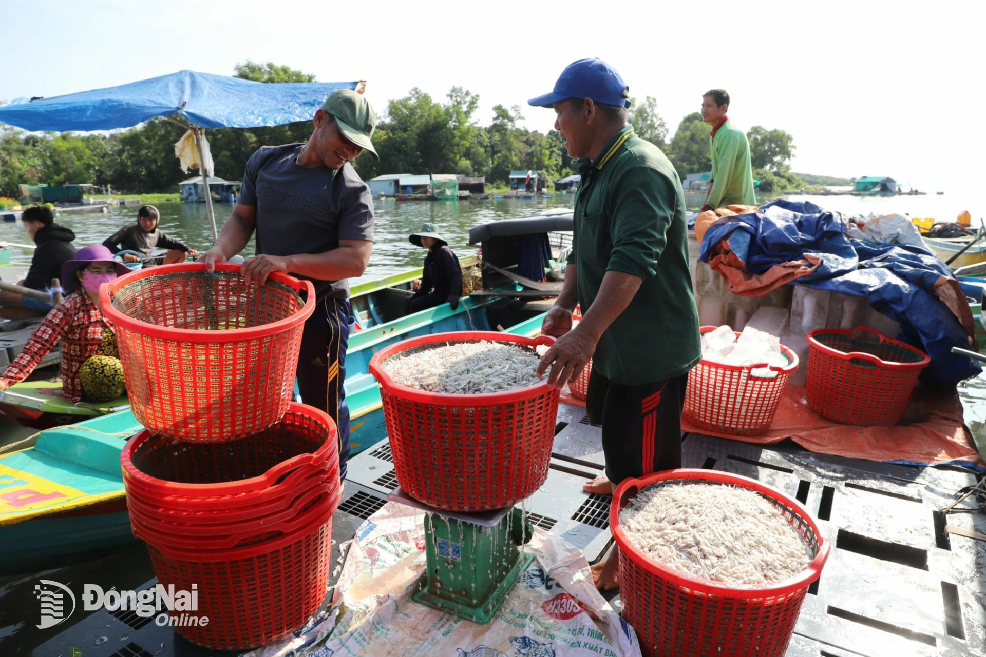 Cá cơm được ngư dân cân và bán ngay khi thuyền vừa về bến. Ảnh: B.Nguyên