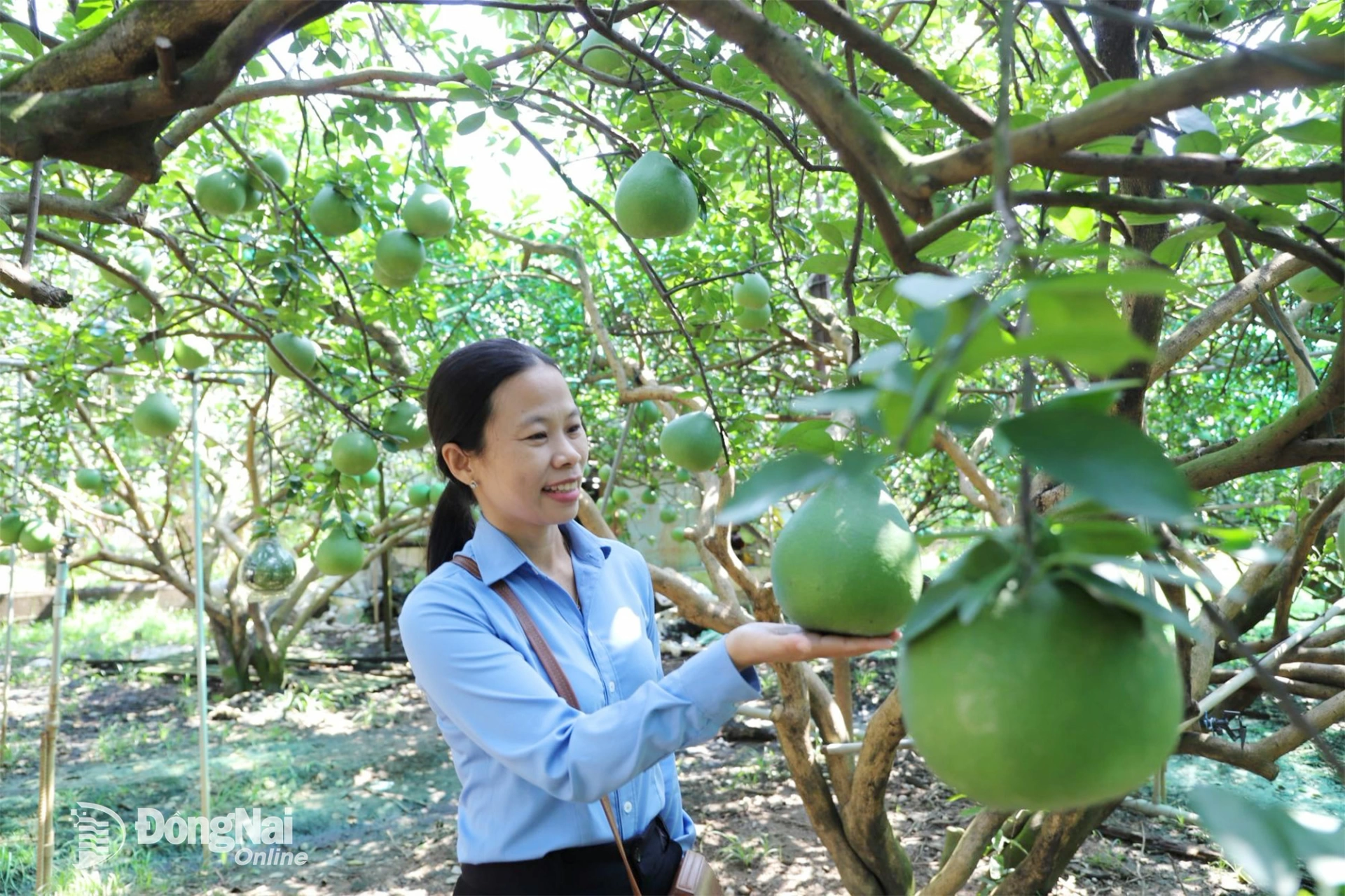 Đặc sản bưởi đường l&aacute; cam tại phường T&acirc;n Triều sẵn s&agrave;ng cung cấp cho thị trường dịp Tết Nguy&ecirc;n đ&aacute;n 2026. Ảnh: B&igrave;nh Nguy&ecirc;n&nbsp;