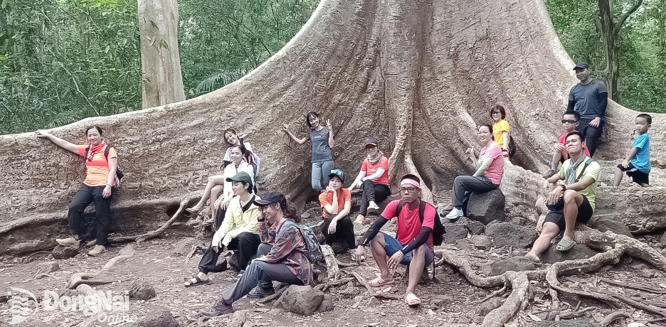 Cây Tung hơn 400 năm tuổi tại Vườn quốc gia Cát Tiên là một trong những điểm đến ấn tượng với khách du lịch. Ảnh: Ngọc Liên  