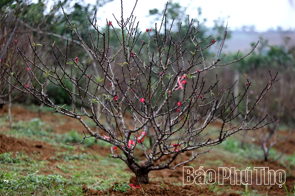 Sắc đào chạm Tết