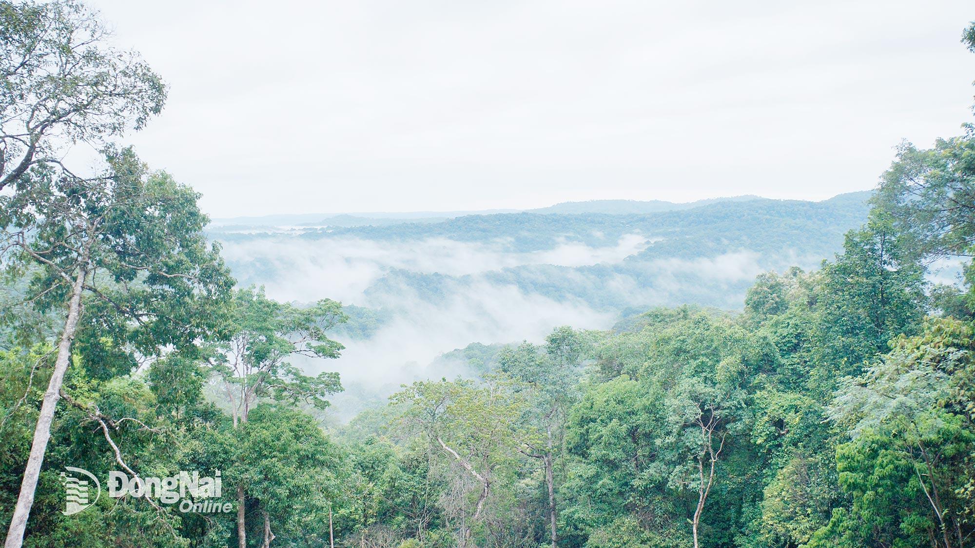 Thời điểm buổi sáng, Vườn quốc gia Bù Gia Mập như chìm trong sương mai.