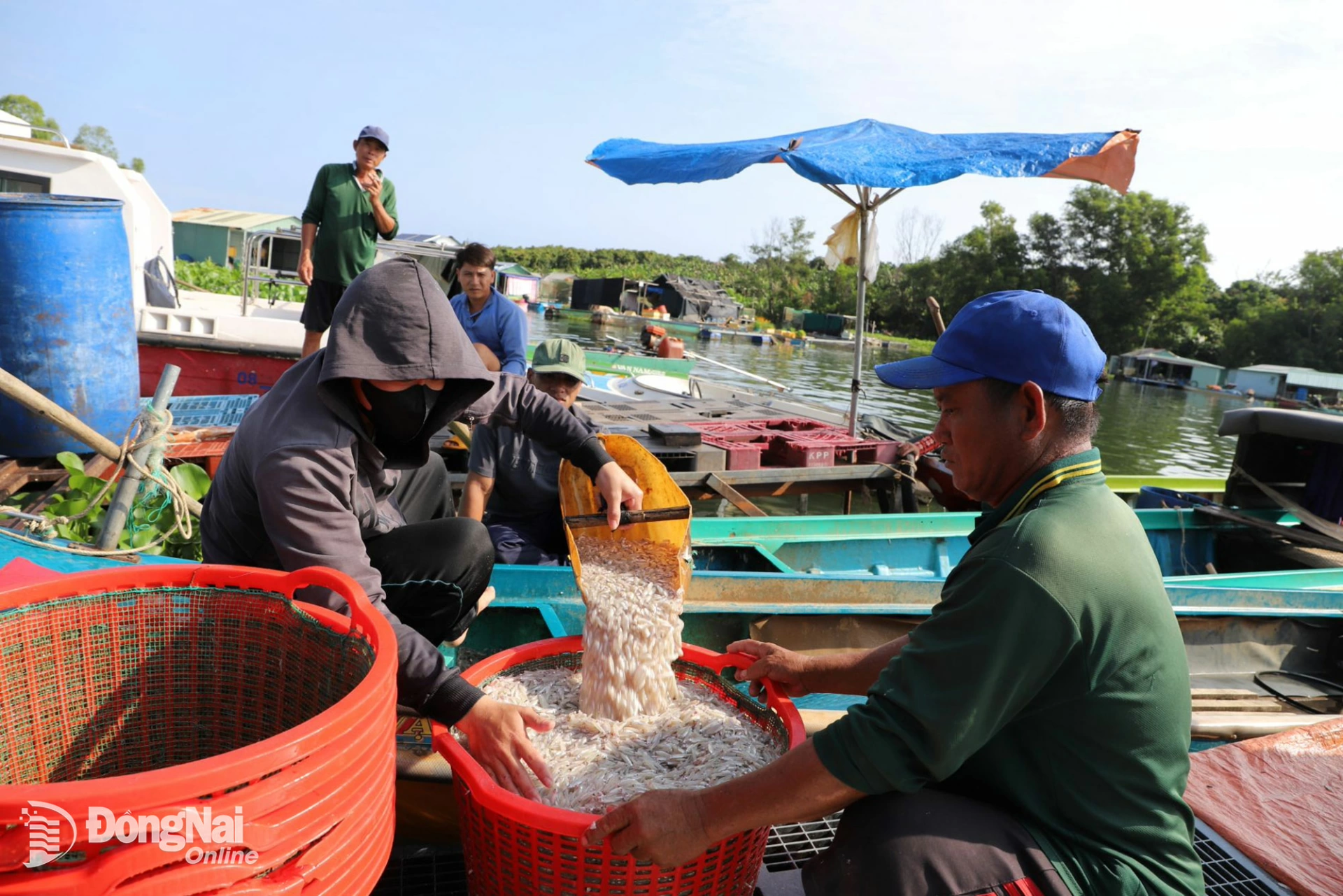 Cá cơm từ các thuyền đánh bắt đổ về bến bán cho vựa thu mua. Ảnh: B.Nguyên