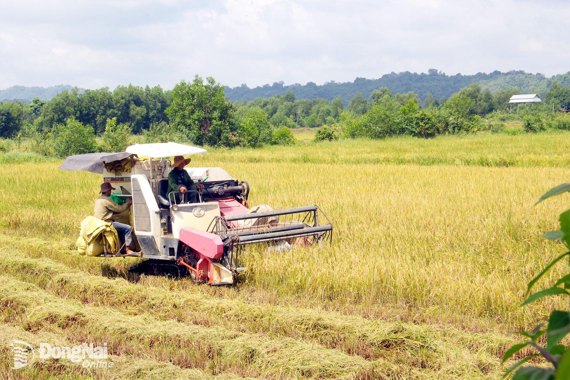 Theo bảng gi&aacute; đất mới, gi&aacute; đất trồng c&acirc;y hằng năm tại x&atilde; Đak Lua c&oacute; mức thấp nhất l&agrave; 27 ng&agrave;n đồng/m&sup2;. Trong ảnh: N&ocirc;ng d&acirc;n x&atilde; Đak Lua, tỉnh Đồng Nai thu hoạch l&uacute;a. Ảnh: Đo&agrave;n Ph&uacute;