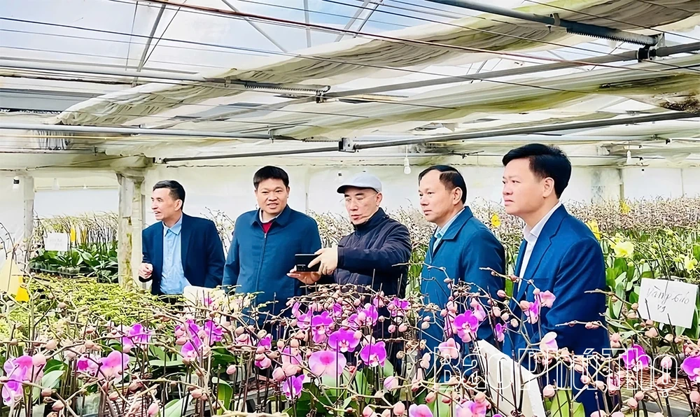 Vườn lan hồ điệp v&agrave;o vụ Tết