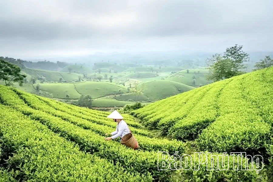 Khám phá du lịch Đồi chè Long Cốc