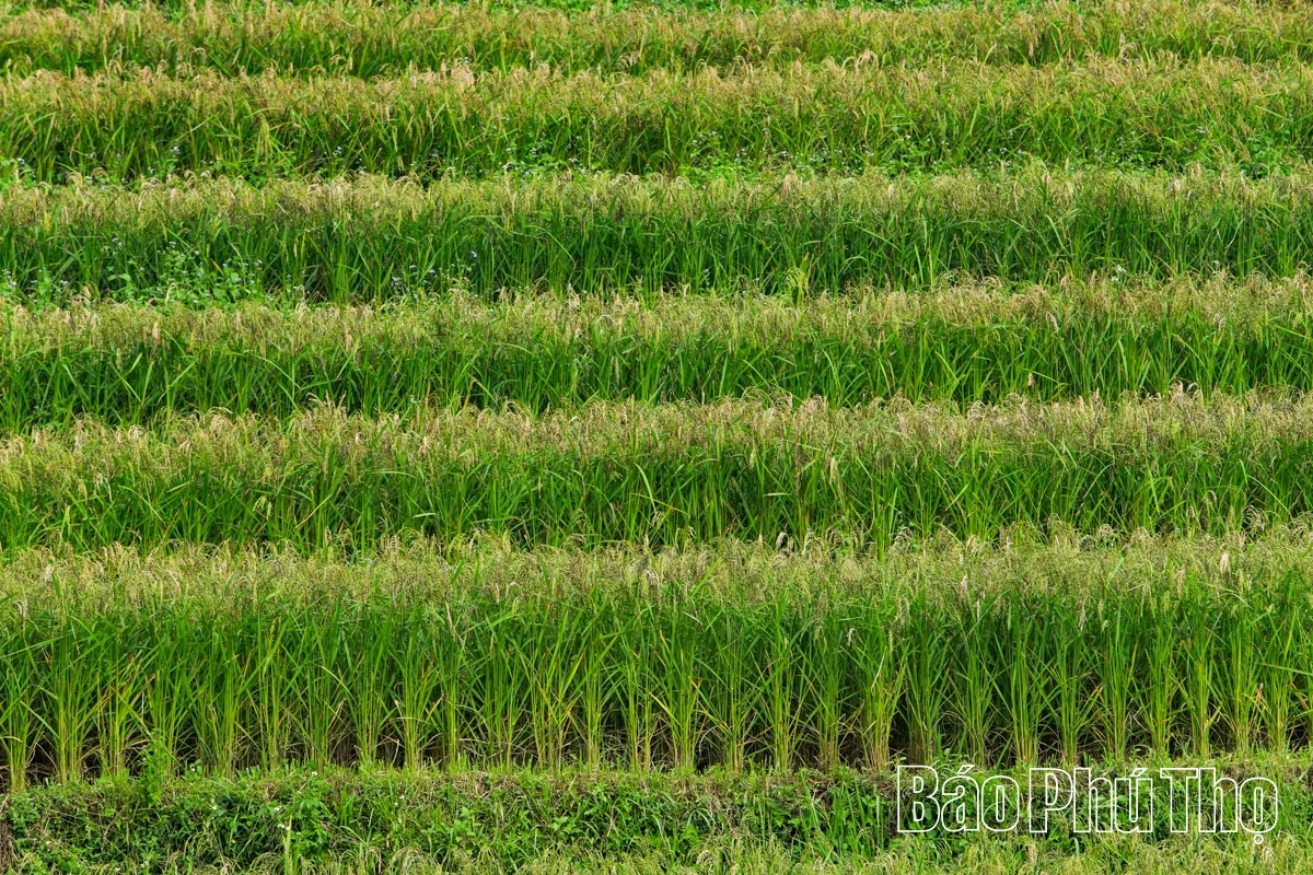 Thả hồn trên đỉnh Miền Đồi