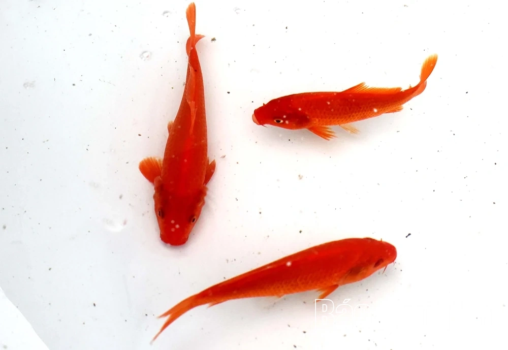 Sắm “xế đỏ” tiễn táo quân