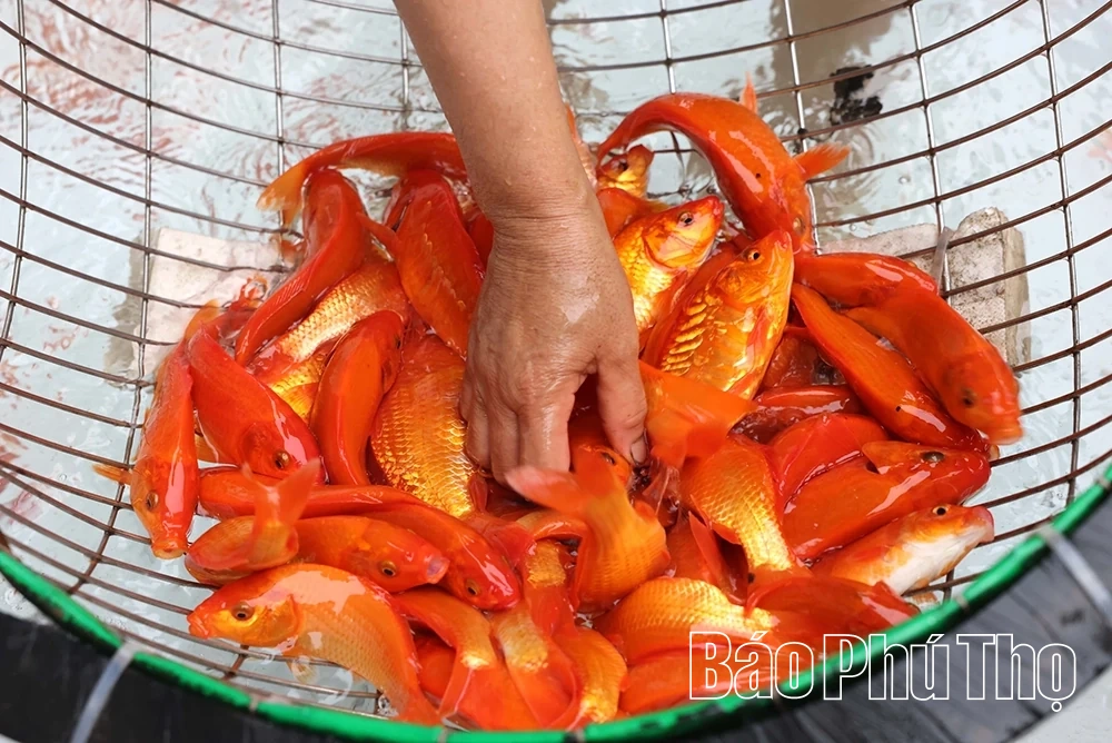 Sắm “xế đỏ” tiễn táo quân